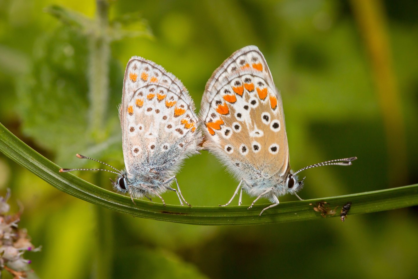 Une des photos présentées à l'expoosition Menil Image