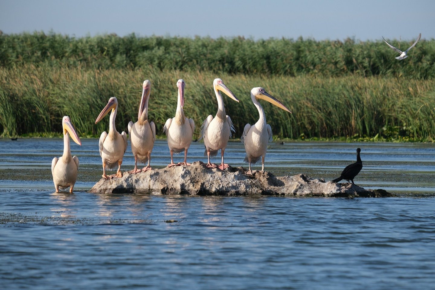 pelicans in danube delta