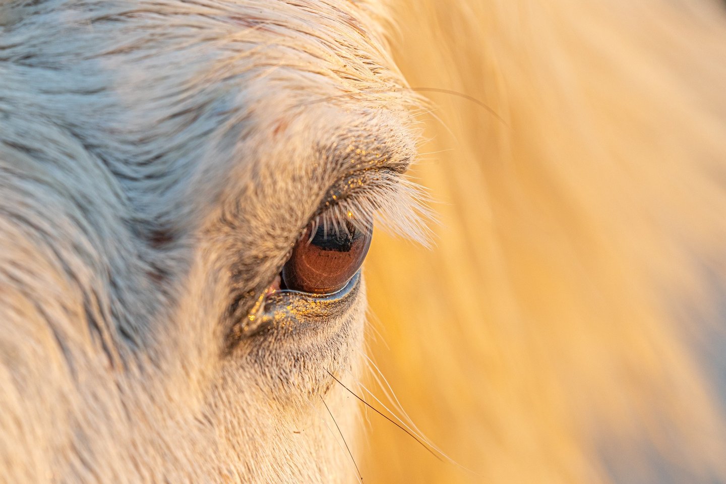 Extreme close-up of a white horse eye with long eyelashes in warm golden hour sunlight.