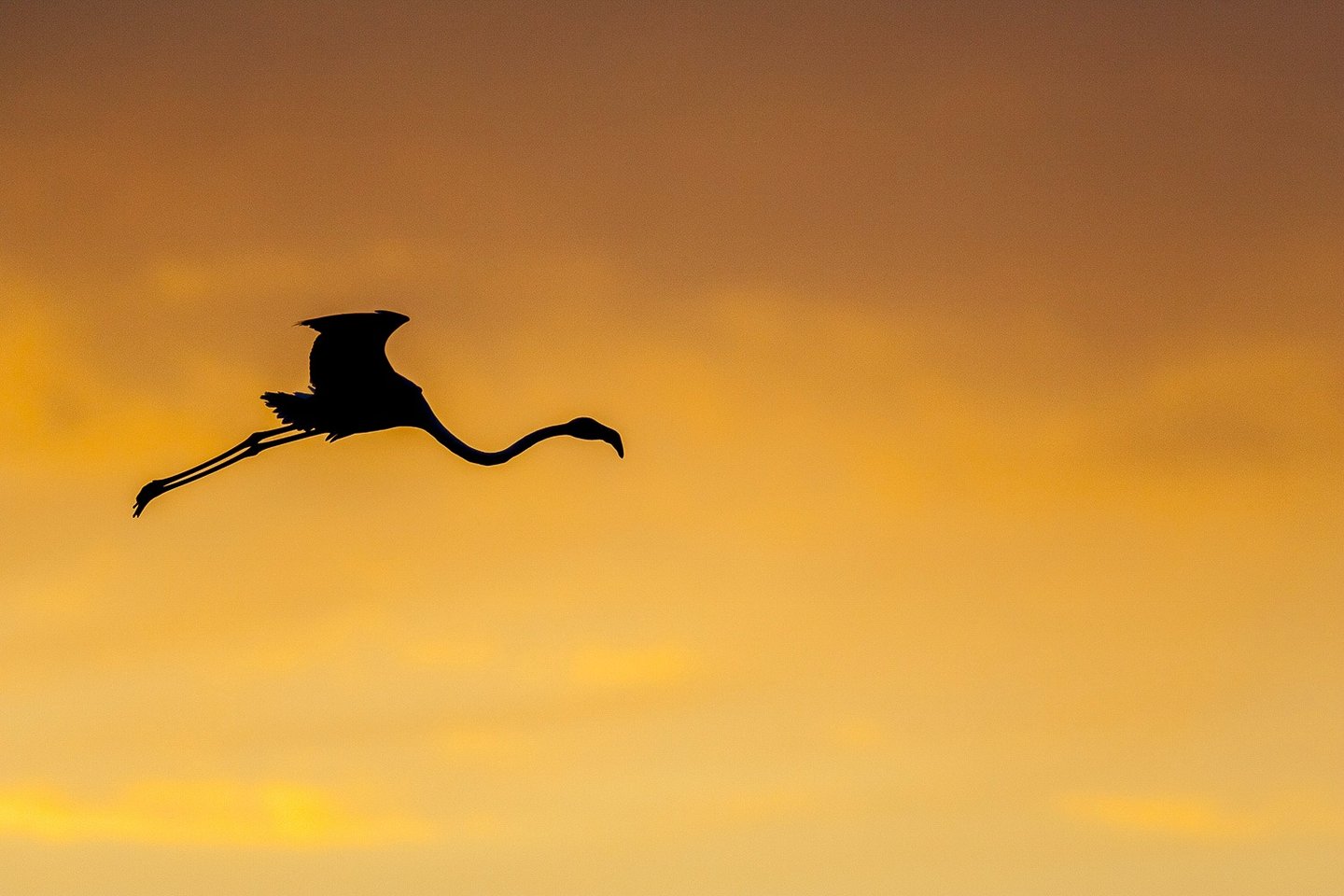 Silhouette of a flamingo flying across a golden orange sunset sky at dusk.