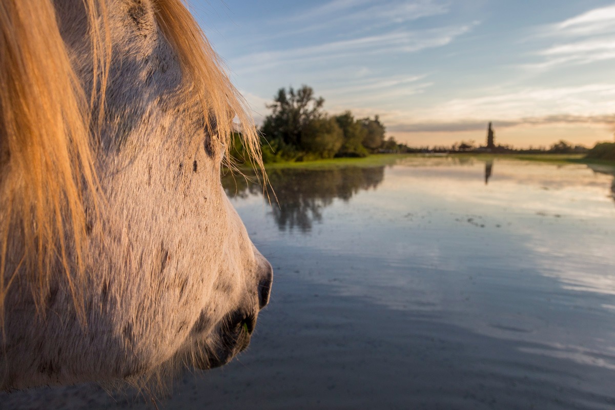 Close-up of a white Camargue horse looking over a calm marsh lake at sunset in France.