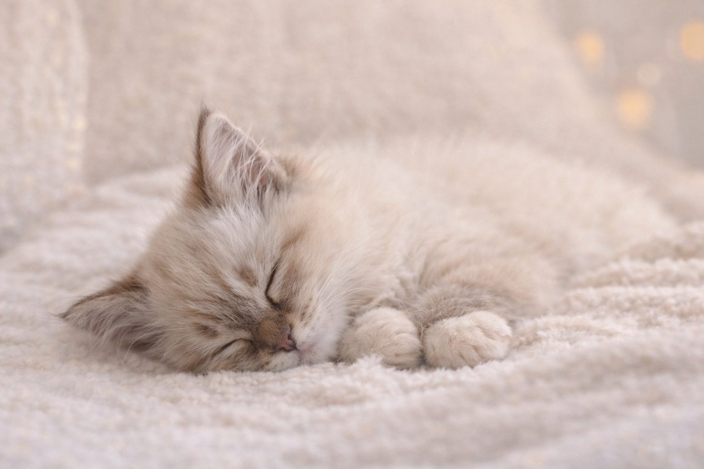 Chaton - Sacré de Birmanie Blue Tabby Point qui dors