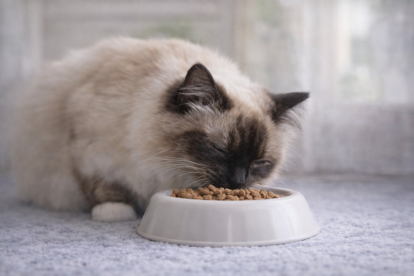 Sacré de Birmanie Seal Point - Mange des Croquettes