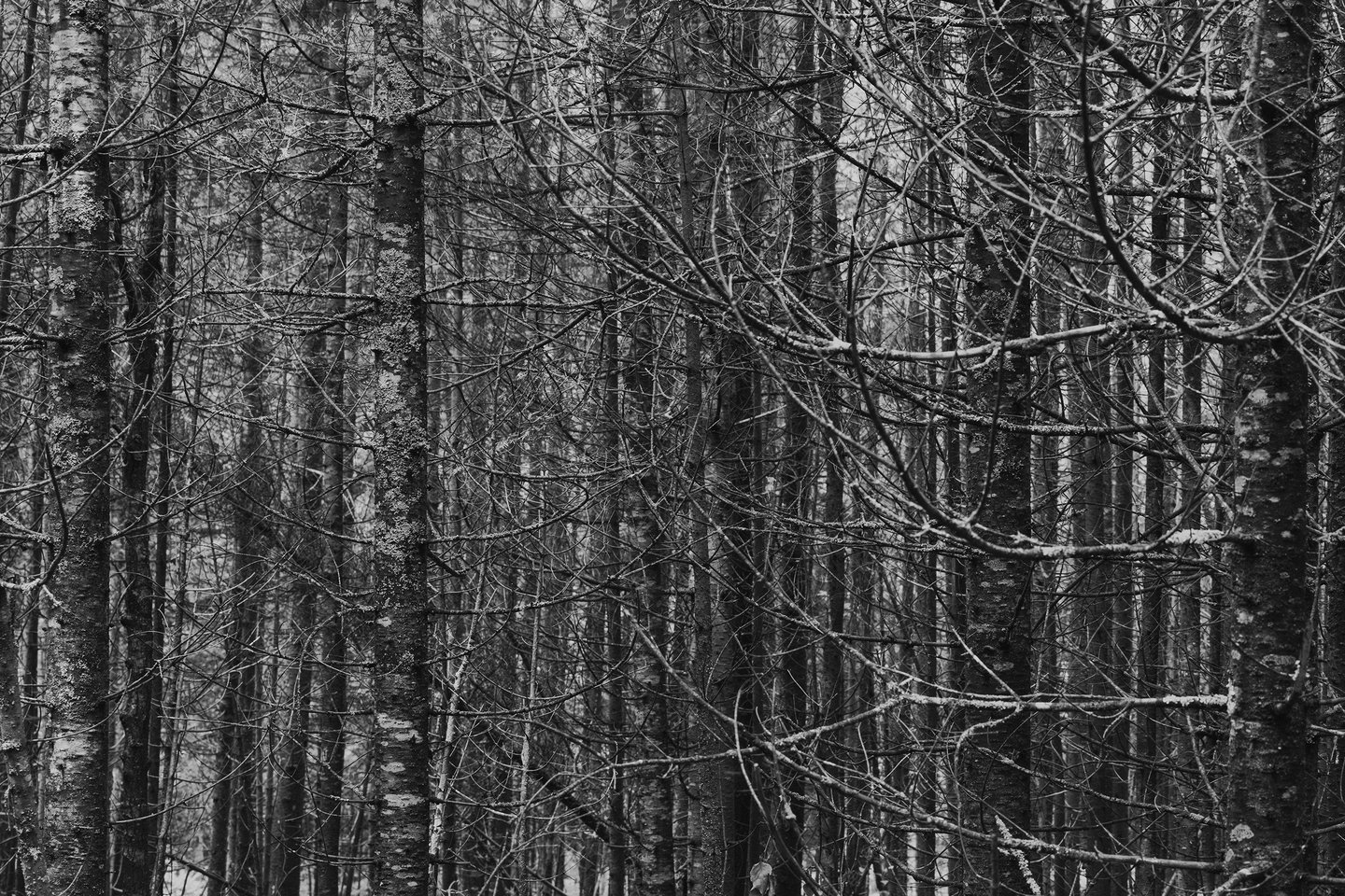 Black-and-white photograph of slender trees forming a dense pattern of overlapping vertical lines.