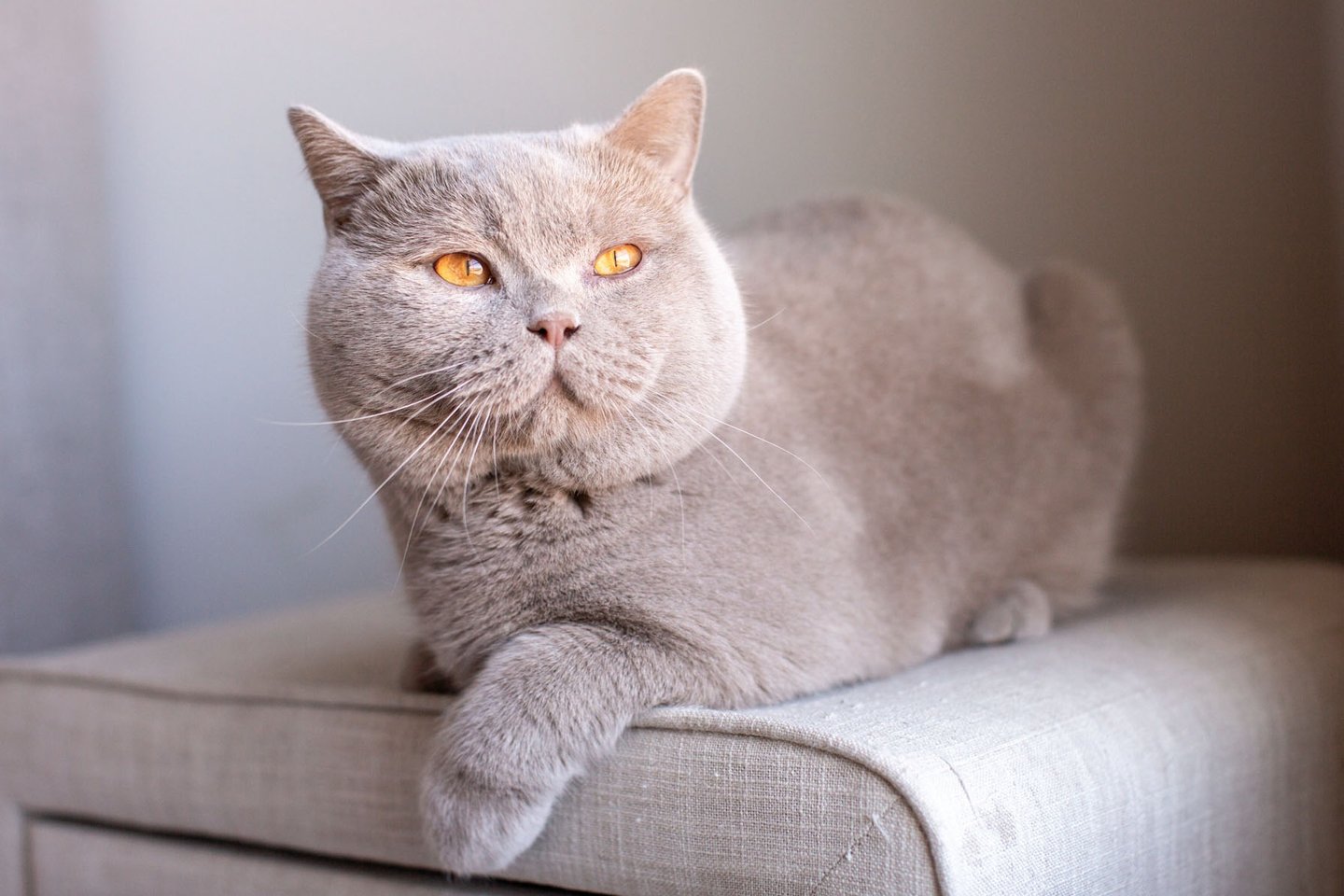 TICA-registered British Shorthair stud Abricot with a rare solid fawn coat