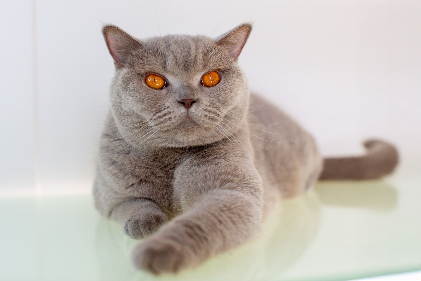 British Shorthair Lilac