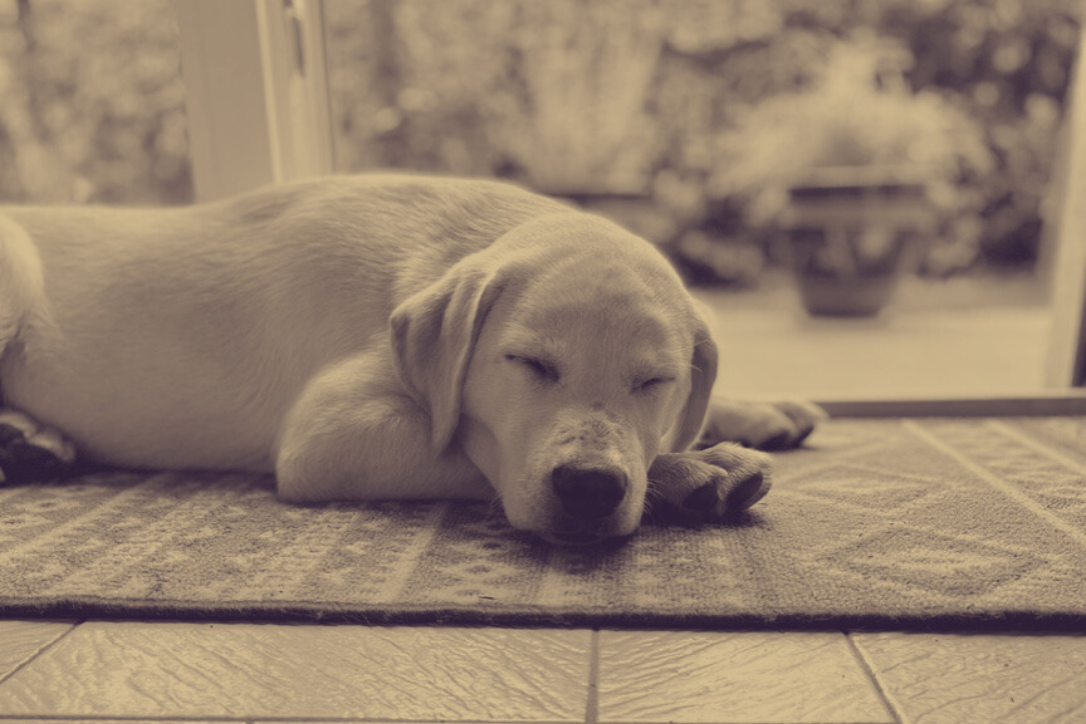 Massage chien relaxation