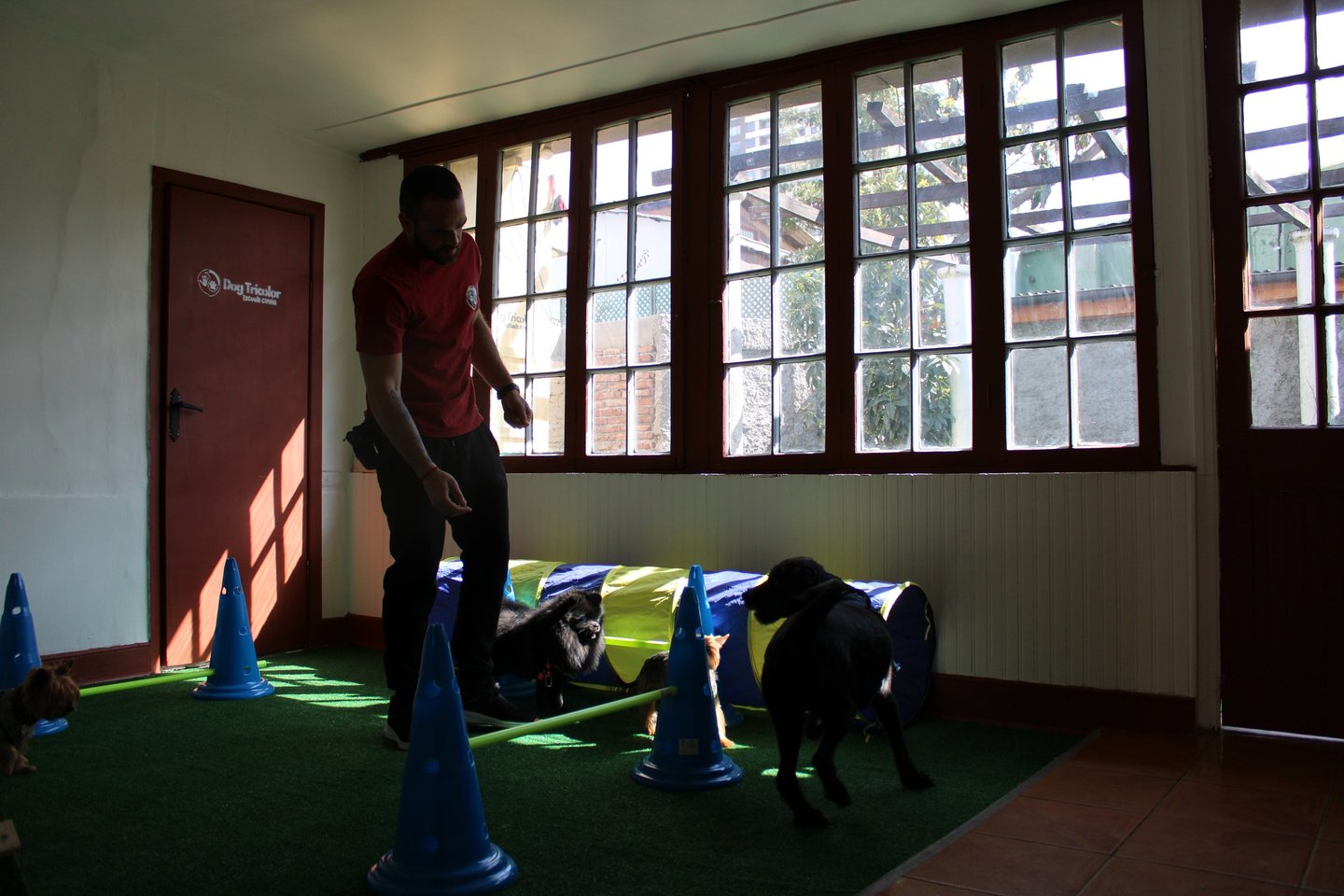 Escuela Canina ñuñoa