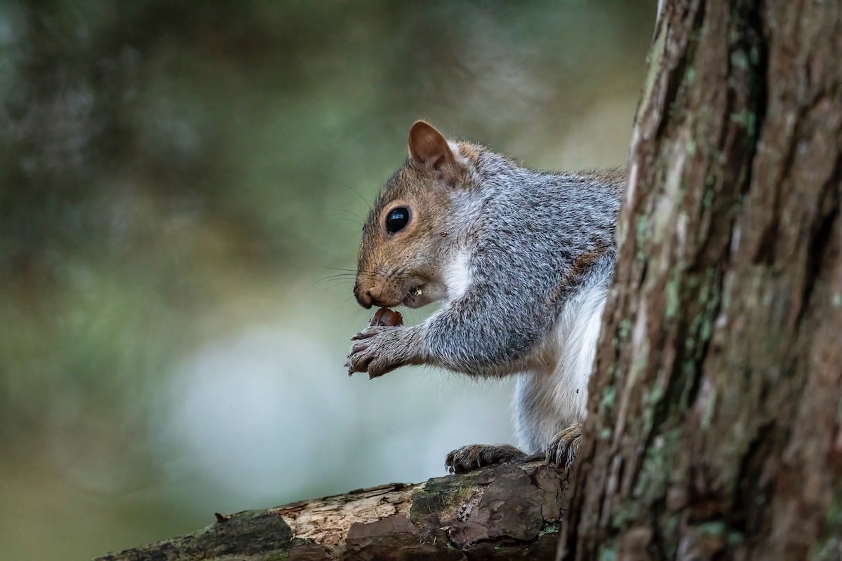 Grey squirrel