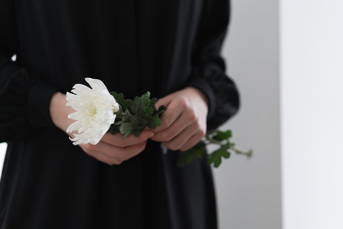 Woman gently holding a white chrysanthemum flower in remembrance.