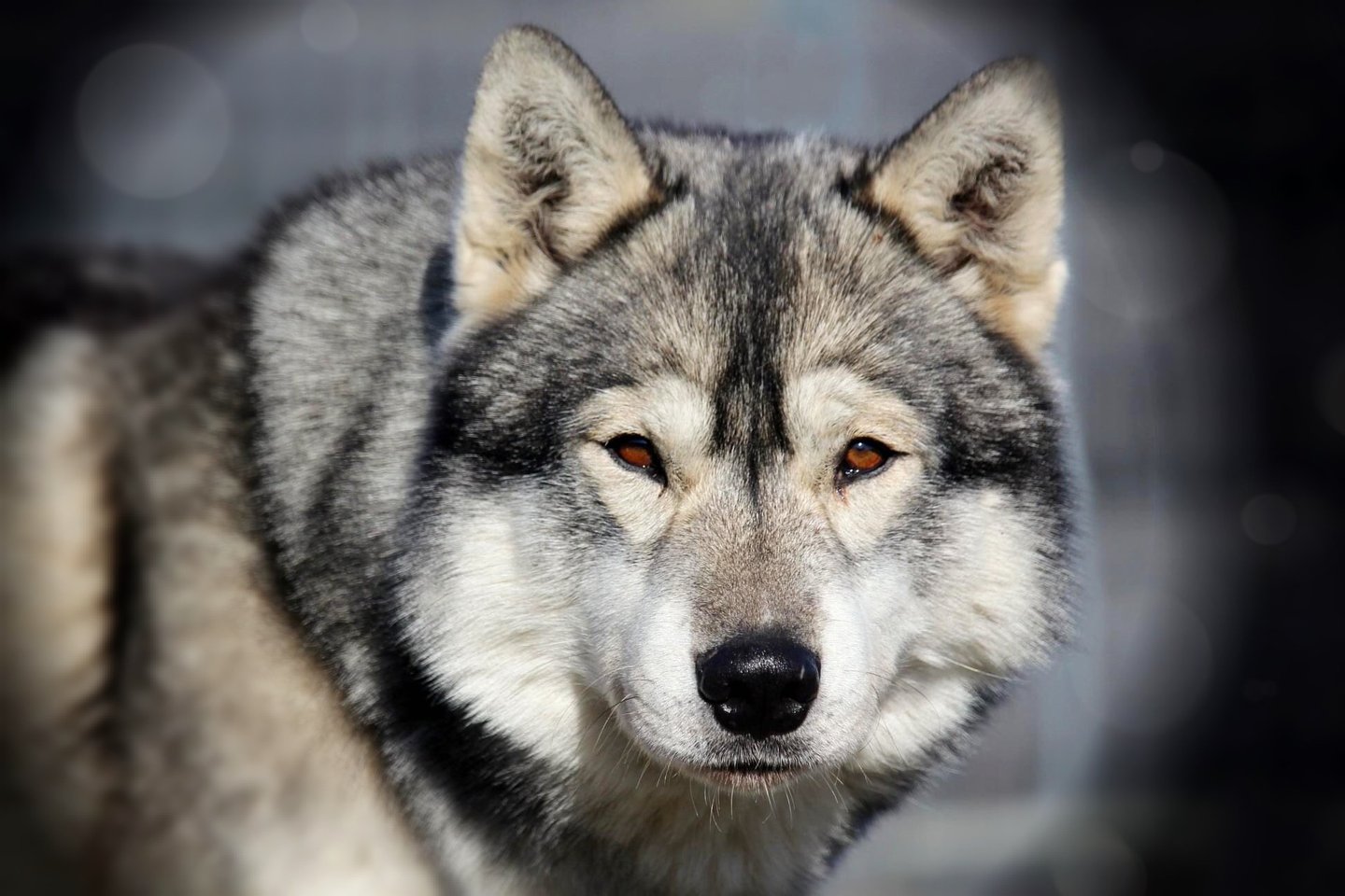 Husky-Erlebnisse, Husky-Ausfahrten, Husky-Trekkingtouren, Husky Abenteuer, Dietfurt, Bayern