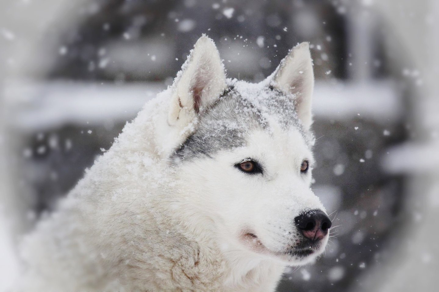 Husky-Erlebnisse, Husky-Ausfahrten, Husky-Trekkingtouren, Husky Abenteuer, Dietfurt, Bayern