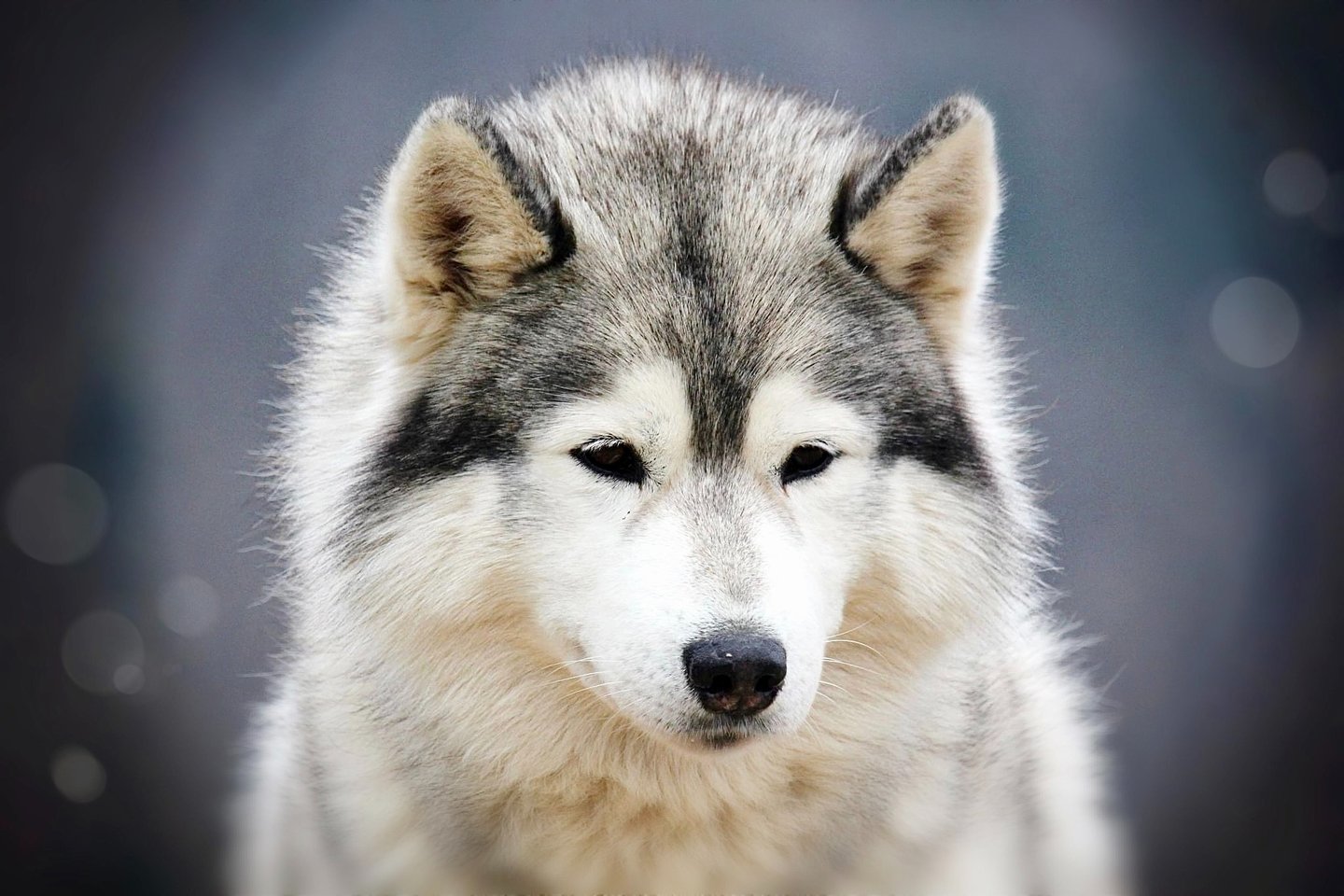 Husky-Erlebnisse, Husky-Ausfahrten, Husky-Trekkingtouren, Husky Abenteuer, Dietfurt, Bayern