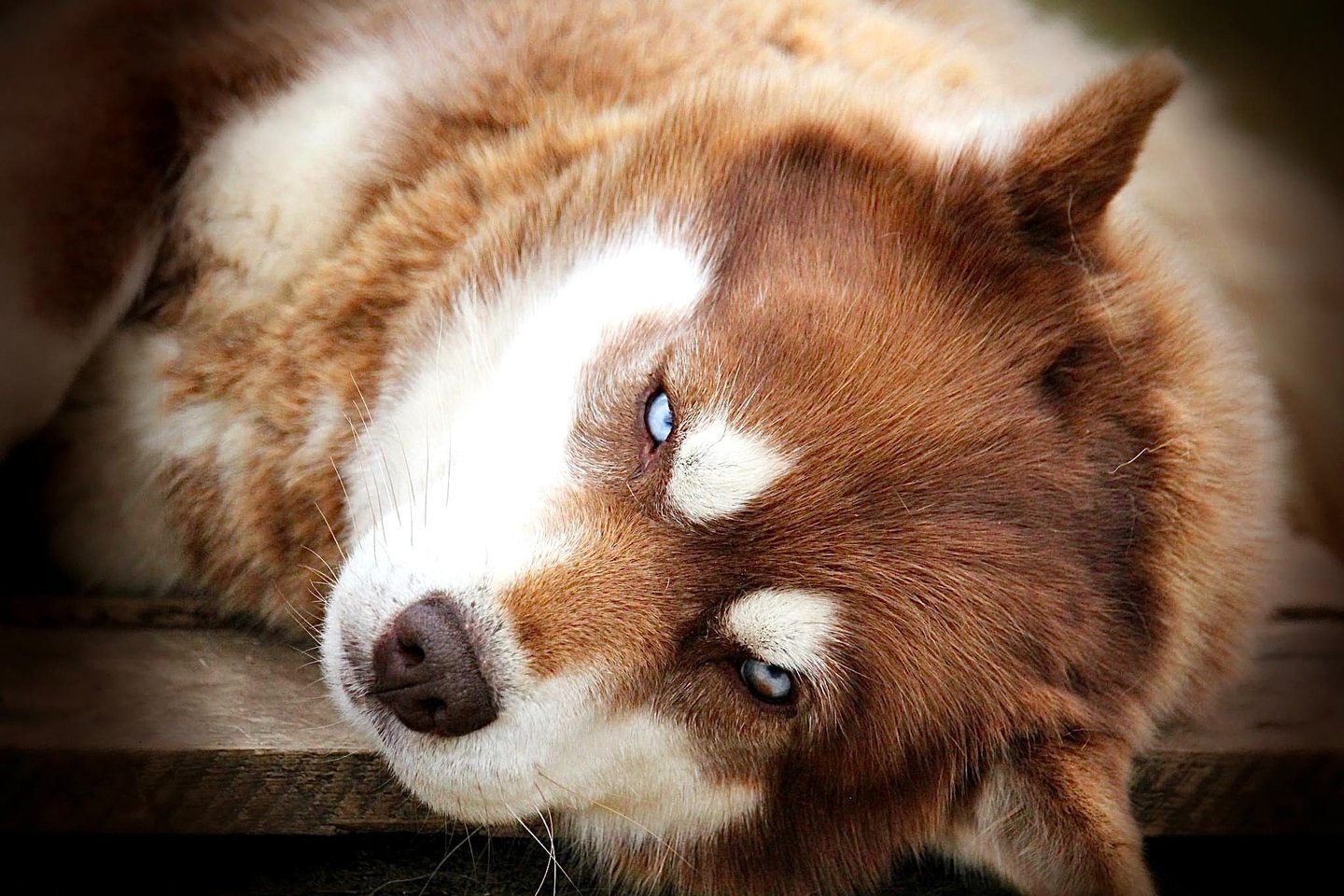 Husky-Erlebnisse, Husky-Ausfahrten, Husky-Trekkingtouren, Husky Abenteuer, Dietfurt, Bayern