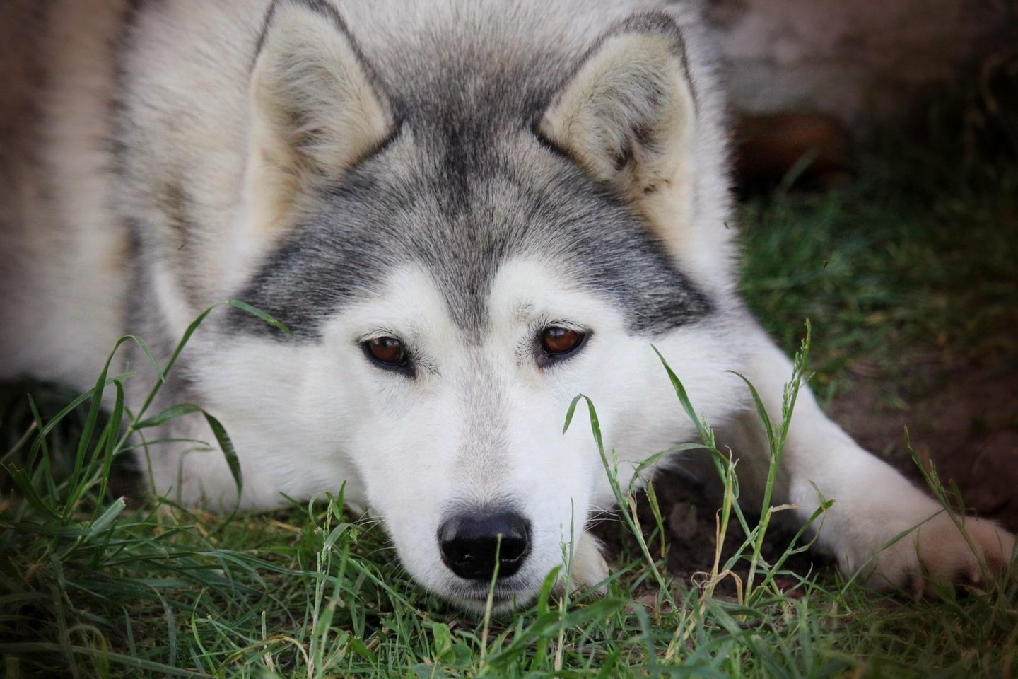 Husky-Erlebnisse, Husky-Ausfahrten, Husky-Trekkingtouren, Husky Abenteuer, Dietfurt, Bayern