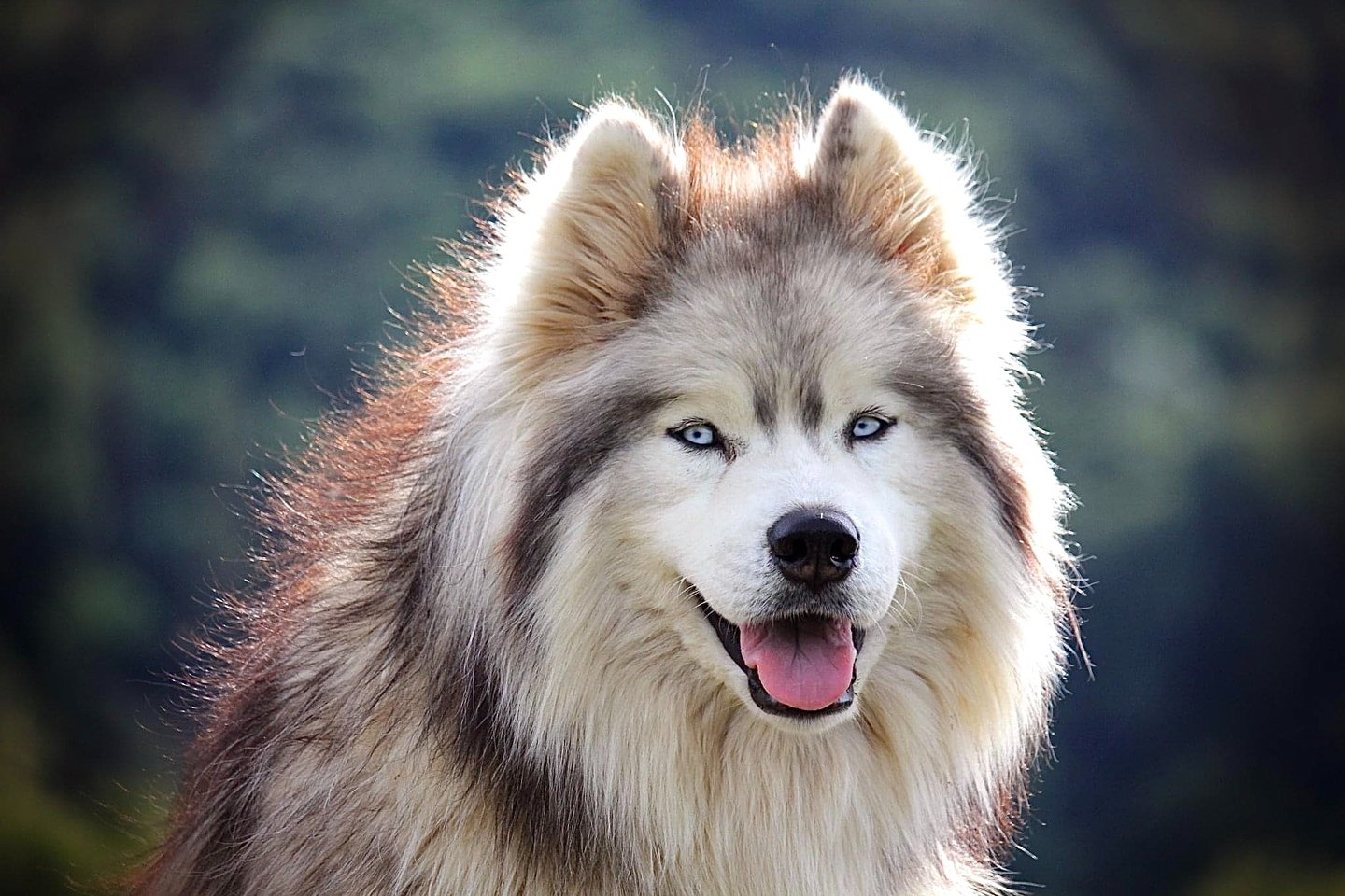 Husky-Erlebnisse, Husky-Ausfahrten, Husky-Trekkingtouren, Husky Abenteuer, Dietfurt, Bayern