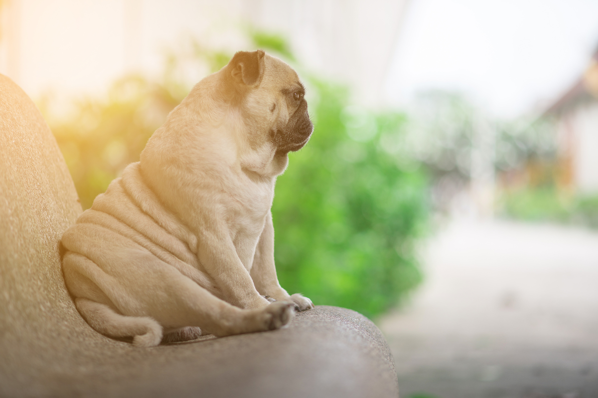 ernährungsberatung-für-hunde-soltau