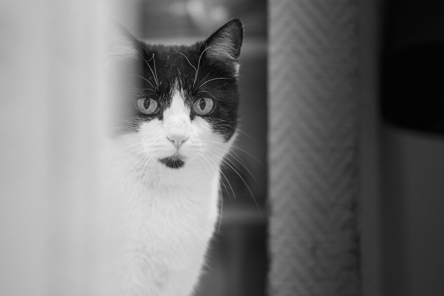 Chat ehpad Arc En Ciel Odyssée du XXème Siècle