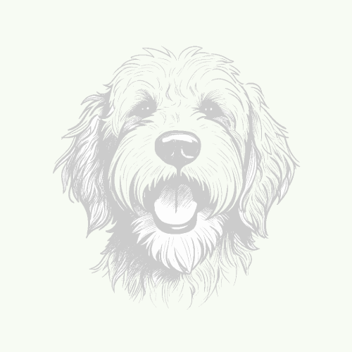Labradoodle
