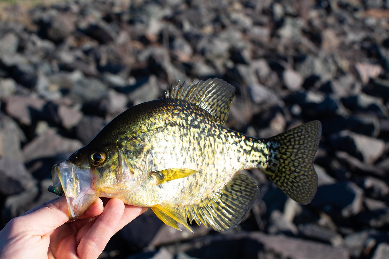a hand holding a crappie fish
