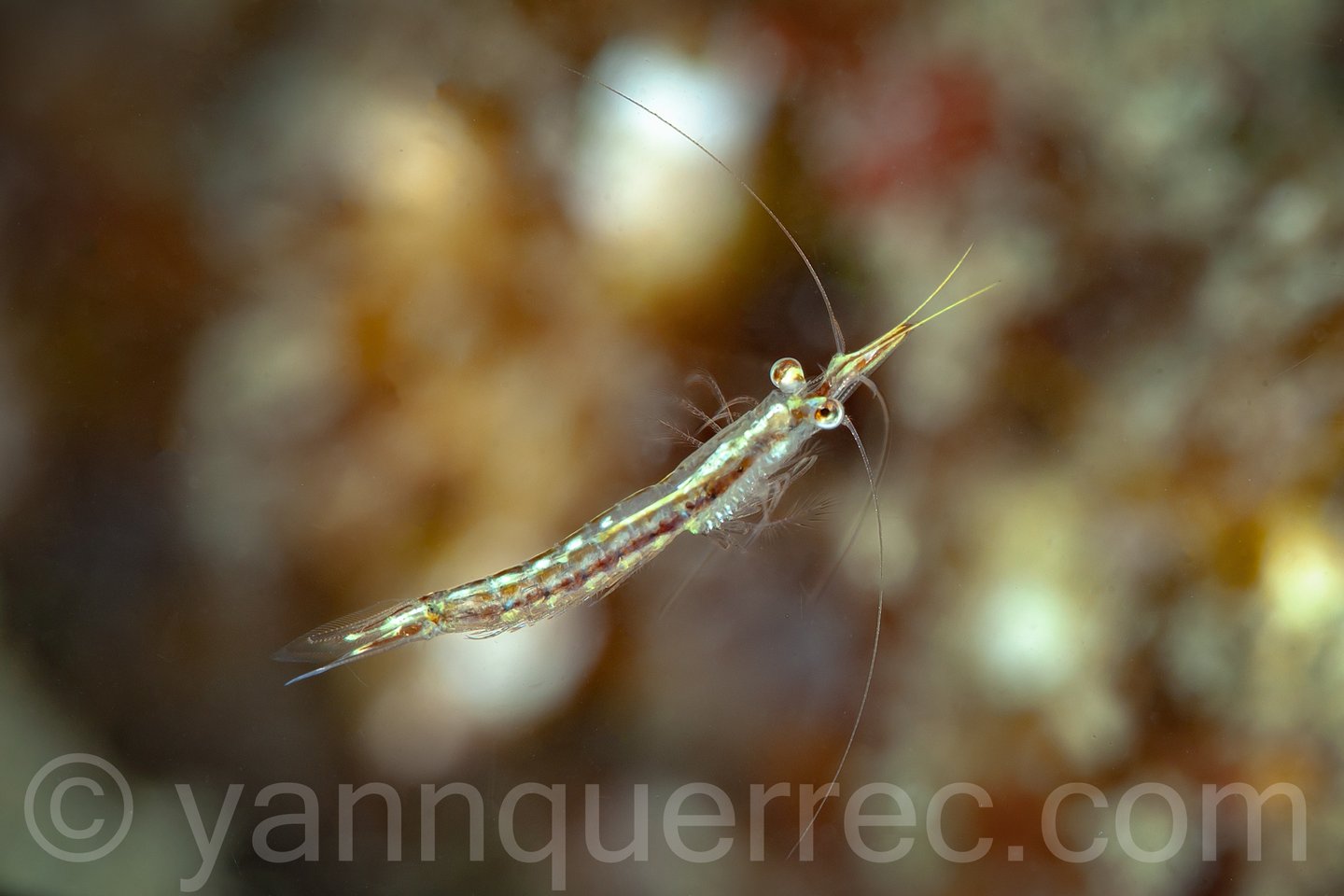 Leptomysis - Agde - FRANCE