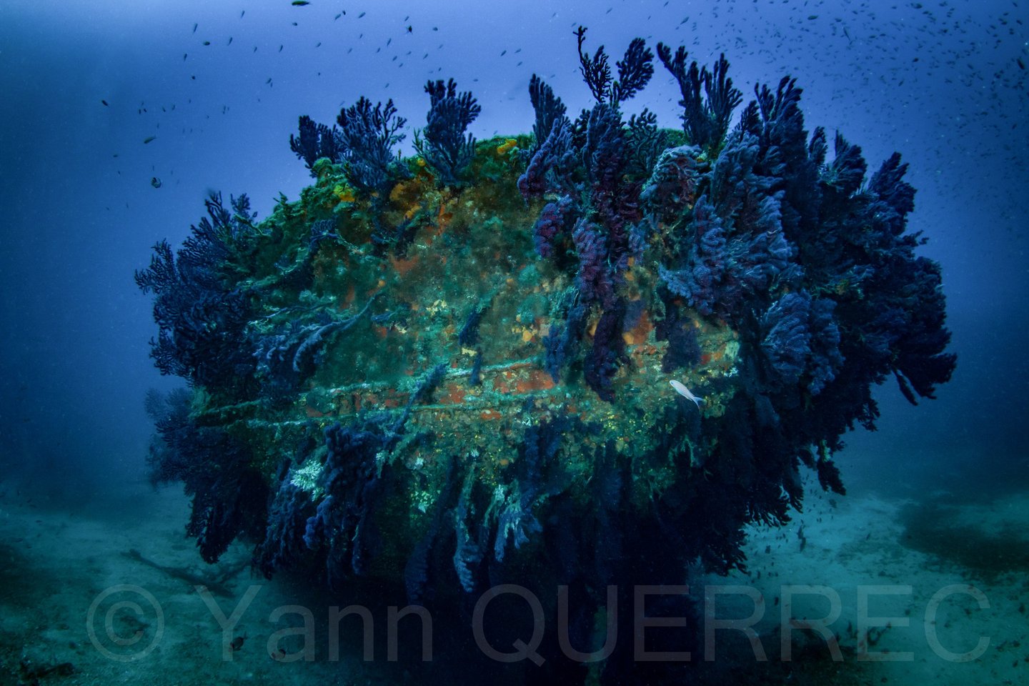 L'Arroyo - La Seyne sur Mer - FRANCE