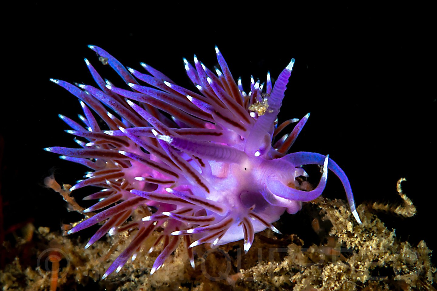 Flabelline mauve - Etel - FRANCE