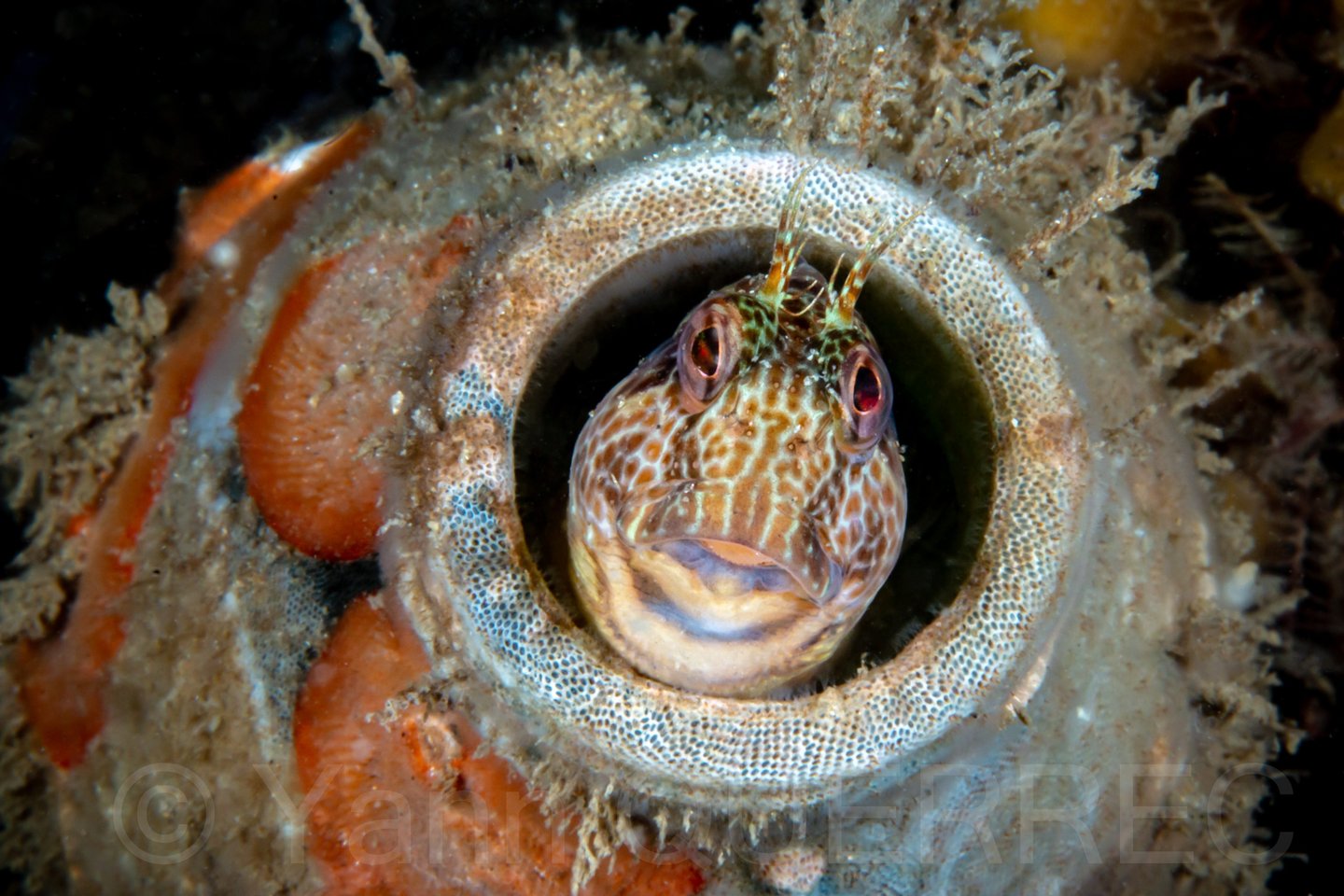 Blennie pilicorne - Paimpol - FRANCE