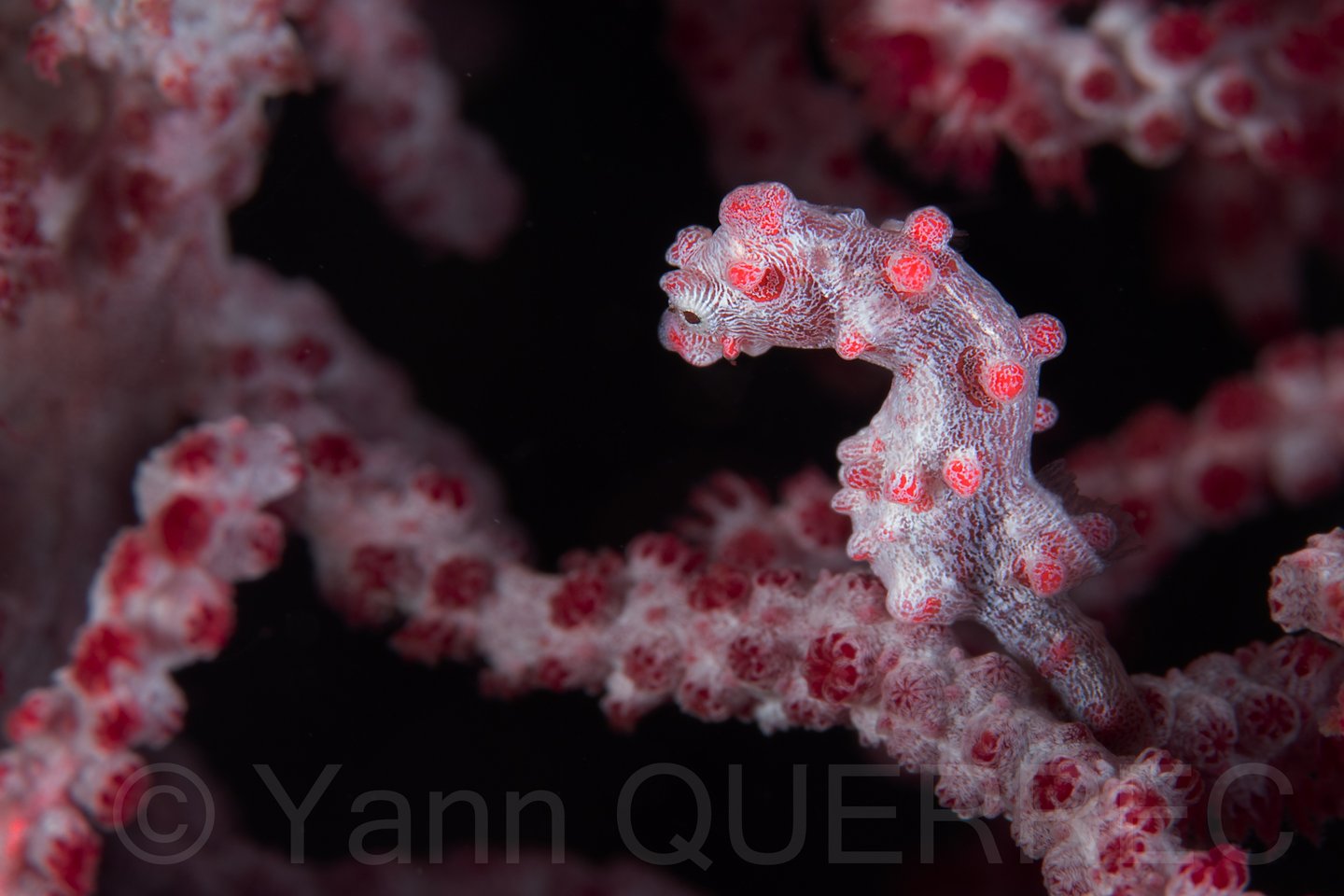 Hippocampe pygmée - PHILLIPINES