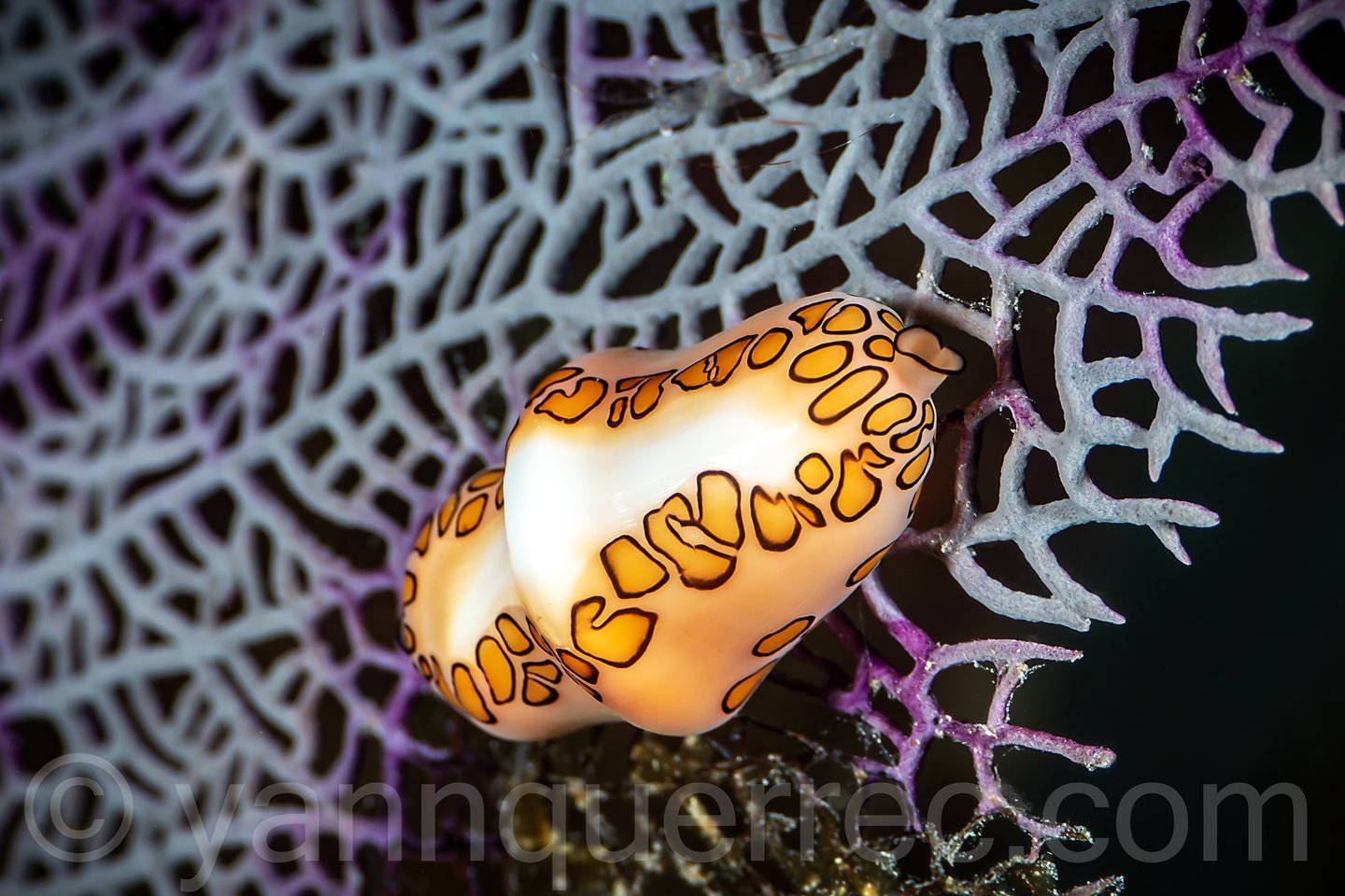 Monnaie Caraïbe - Cozumel - MEXIQUE