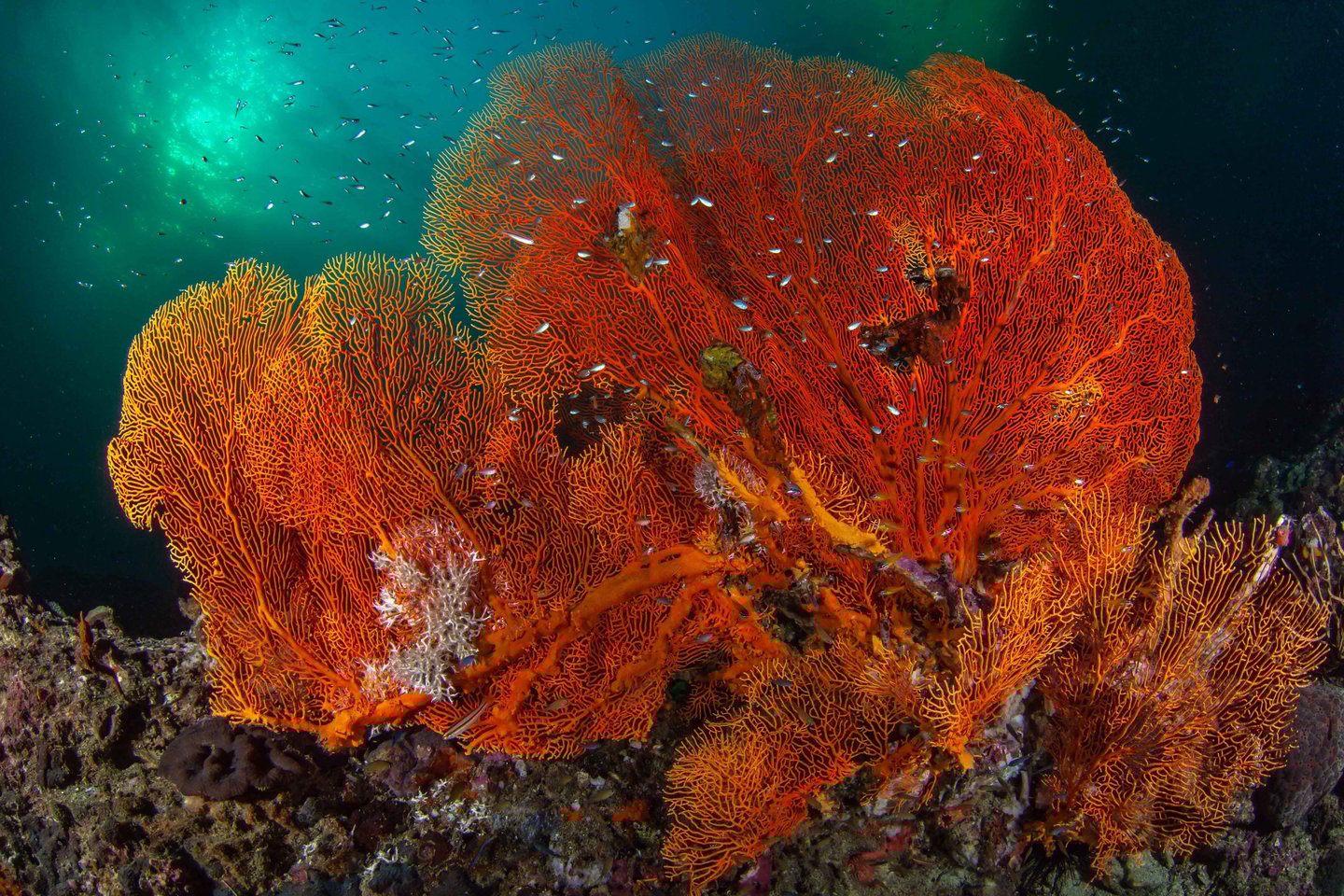 Hin muang - THAÏLANDE