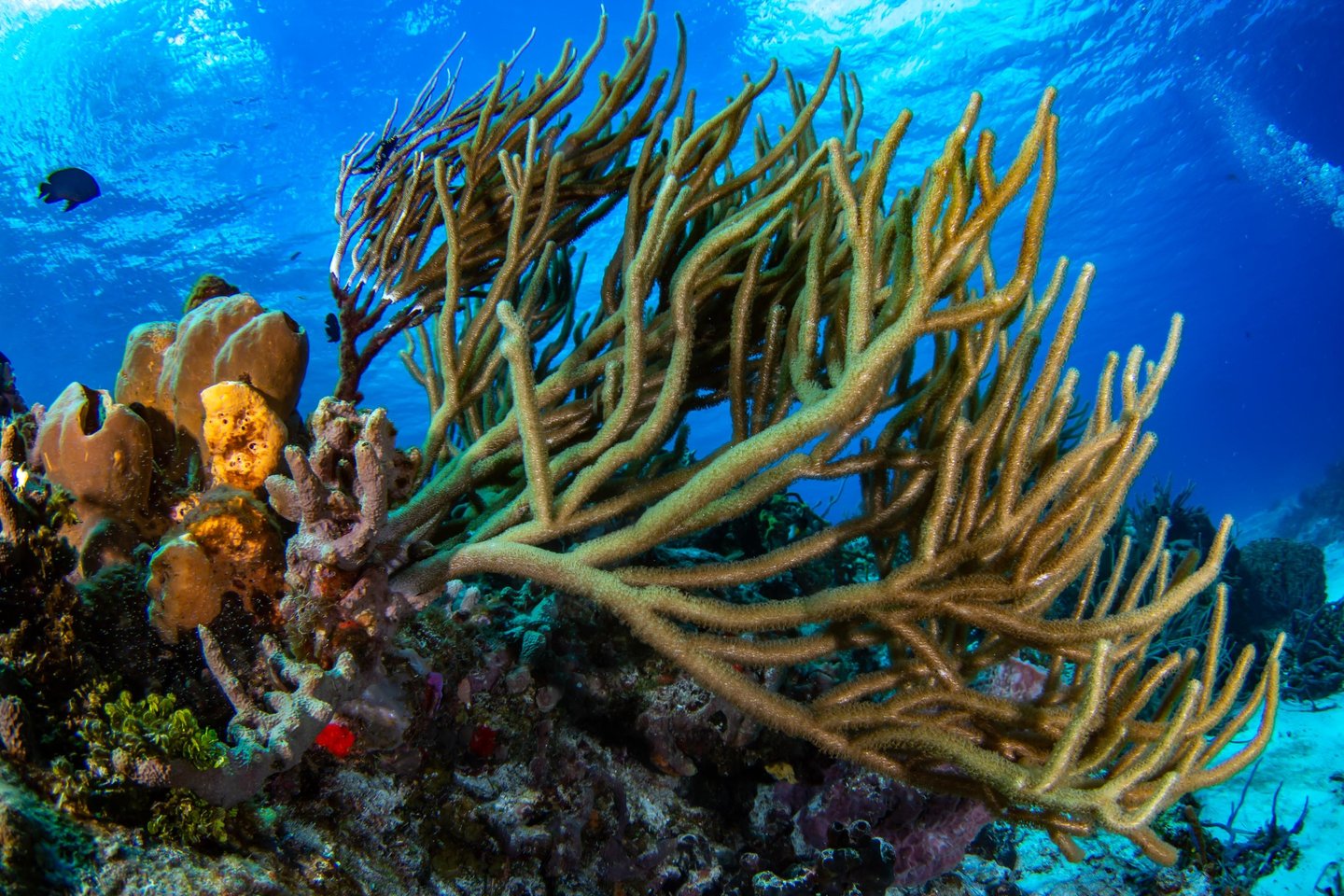 Playa del carmen - MEXIQUE