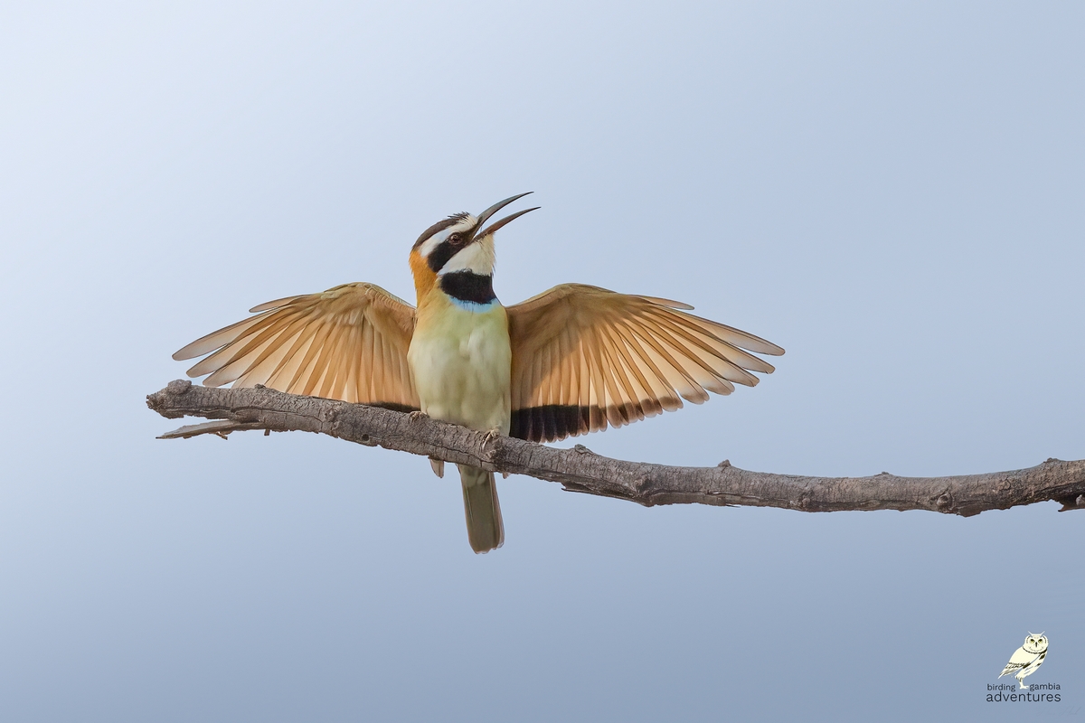 White-throated Bee-eater | Birding Adventures Gambia