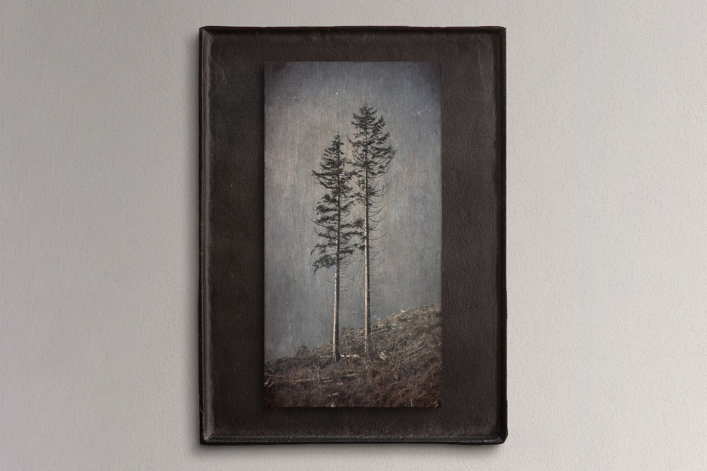 Sample image of fine art photography by Norman Stevenson. Two pine tree