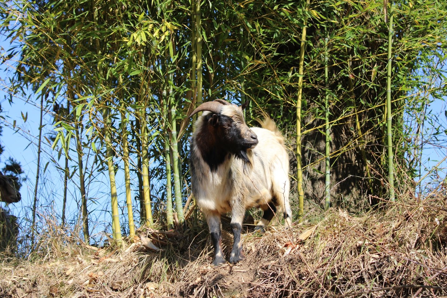 Ferme de Belon chevre CBD