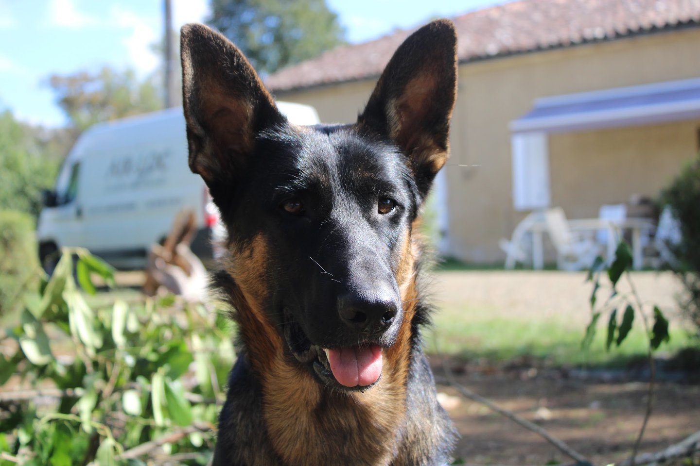 Ferme de Belon : Beauceron chien CBD