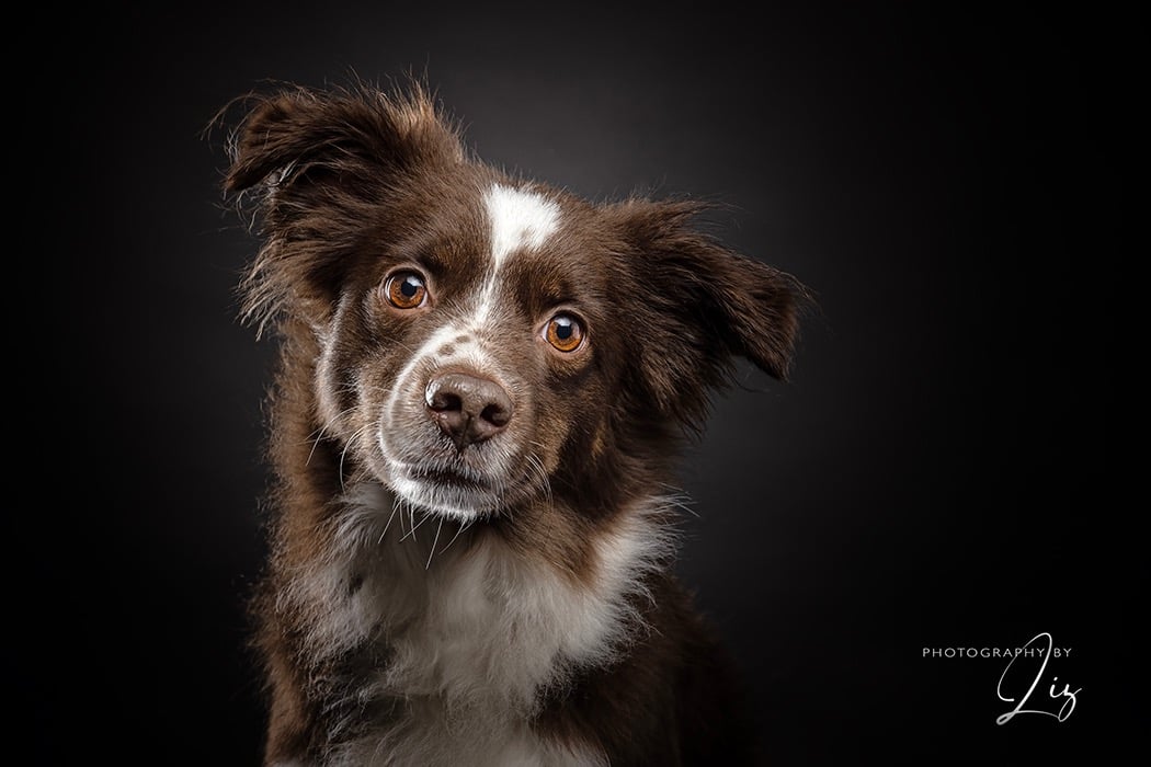 brown white dog looking soulful