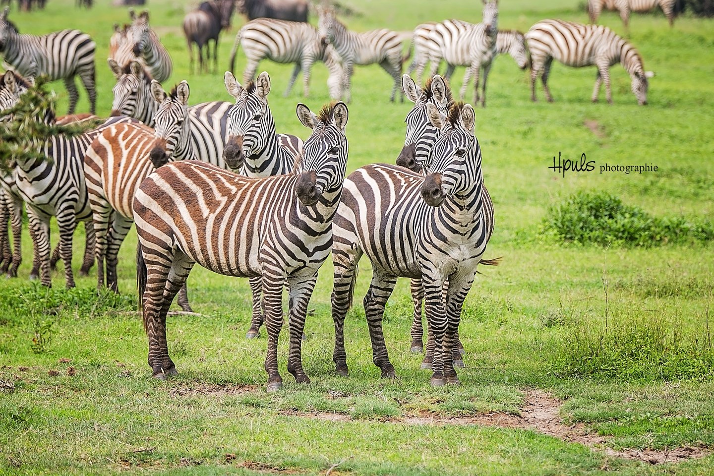Zebraherden im Ngorongoro-Krater – Afrikas wildes Farbenspiel.