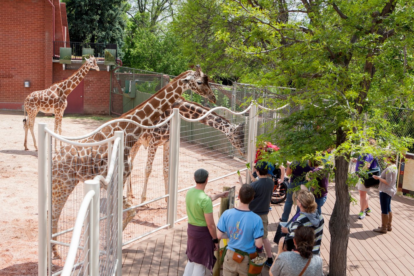Denver Zoo giraffes