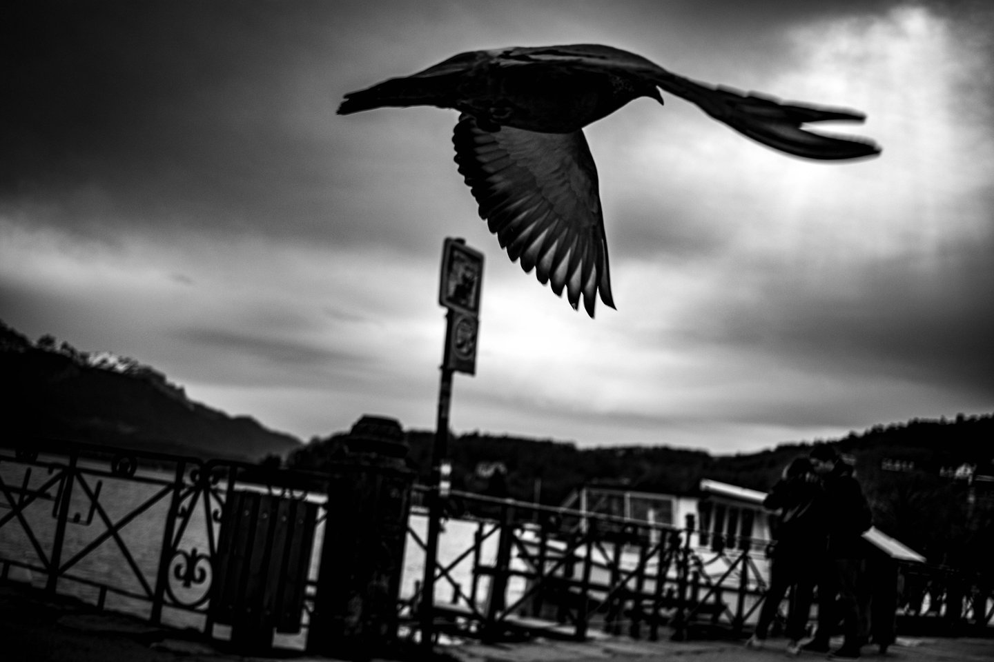 a bird flying over a fence with a bird in the background