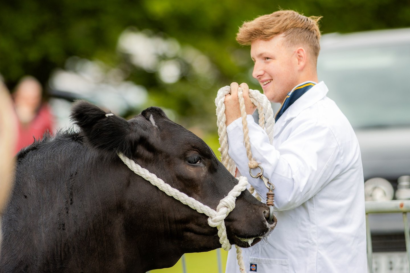 Man showing cow at Cwmdu Show 