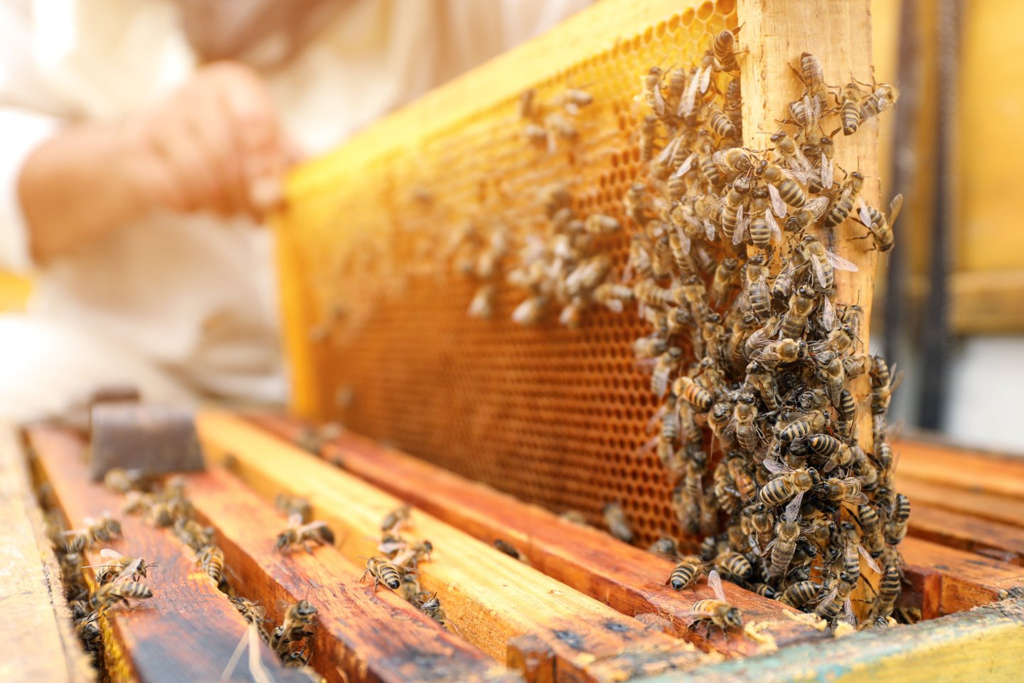 beekeeper removing a frame of comb and bees from a hive