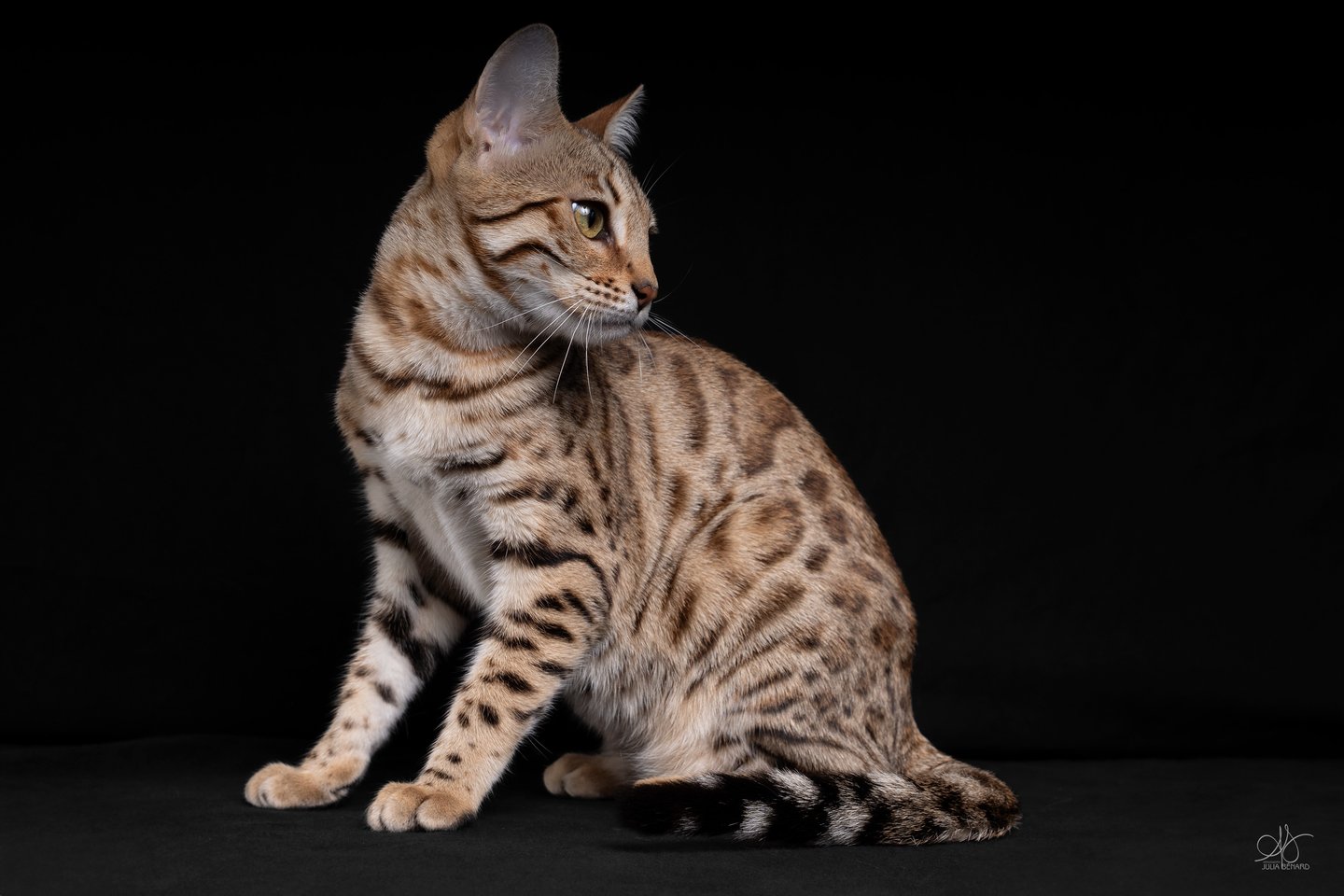 a cat sitting on a black background