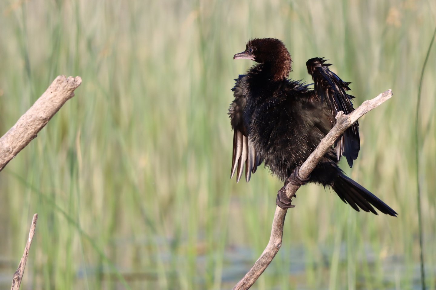 cormoran bird with wt wings