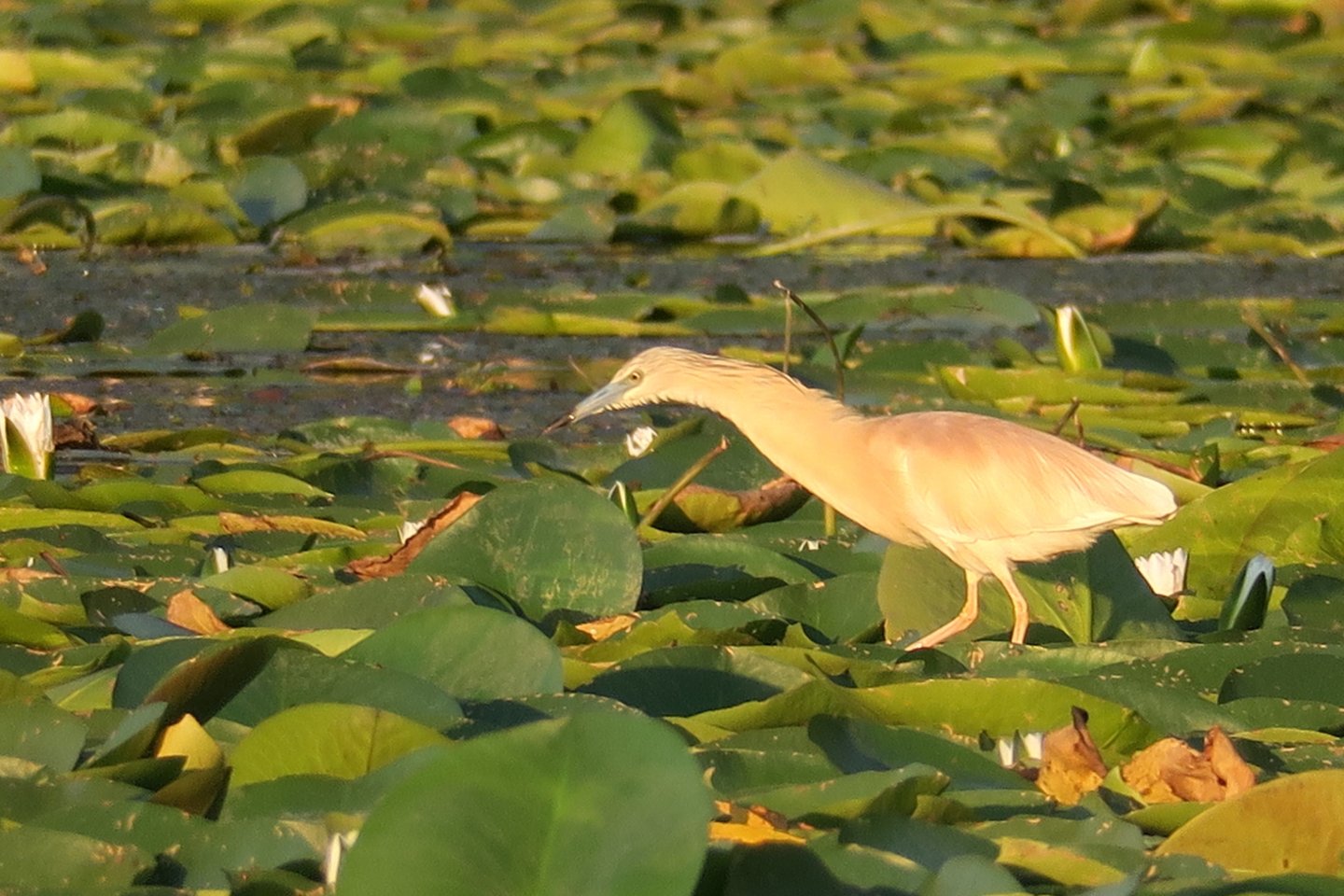 squacco heron hunting on lake
