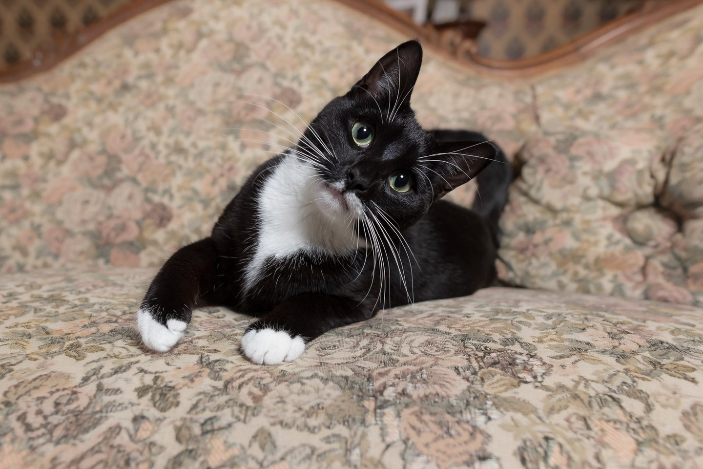 Black and white cat with a tilted head