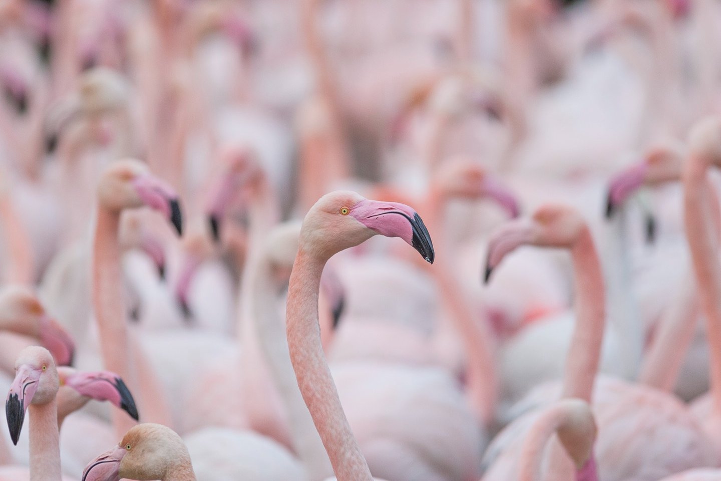Close-up of a pink greater flamingo standing in a large flock of blurred flamingos.