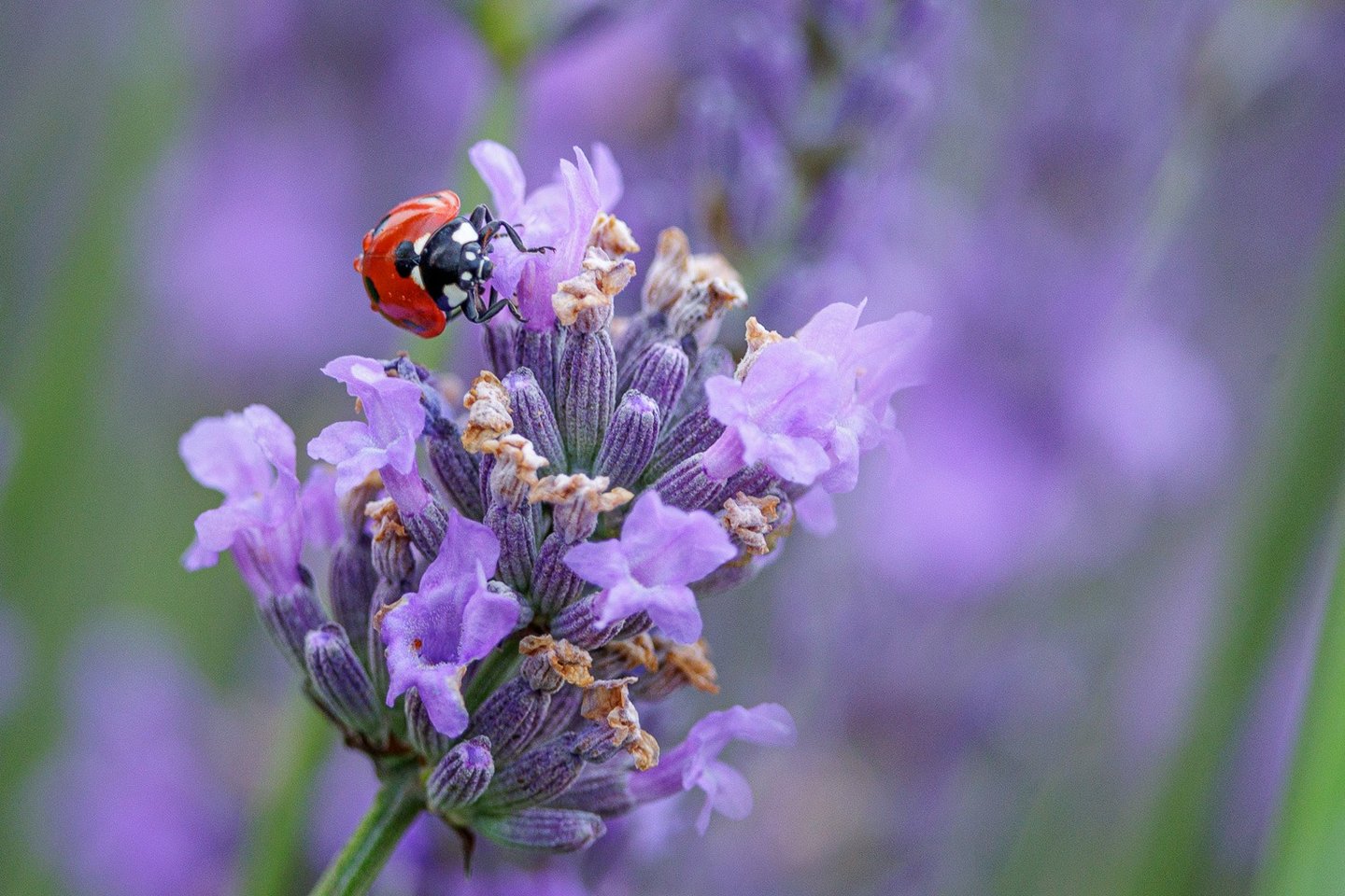 A red ladybug crawls on a purple blooming lavender flower in a garden.