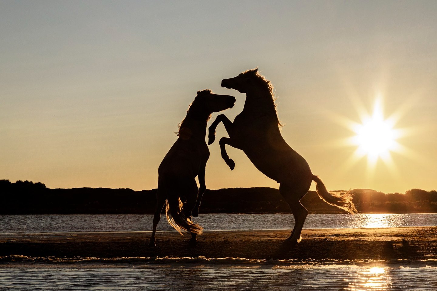 two stallions are playing in the water at sunset