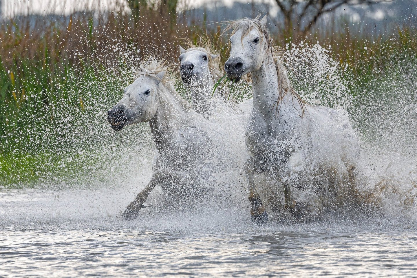 three horses running through the water 